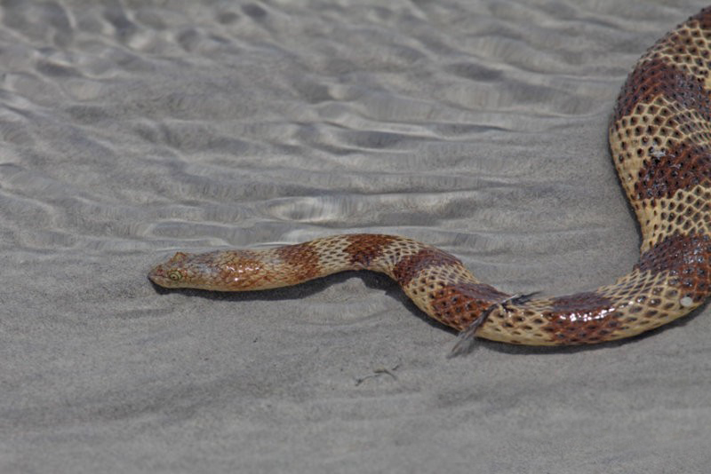  p>棘眦海蛇,是一种有毒蛇类,全长大约130厘米.