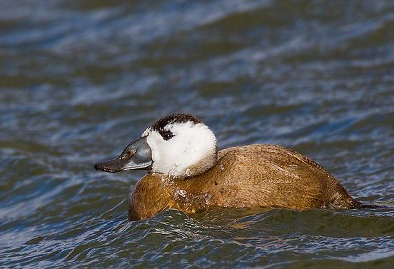  p>白头硬尾鸭(学名: i>oxyura leucocephala /i>)属于鸭科,是非常