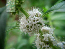 薄荷--原植物