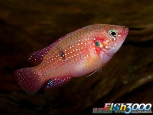 红钻石鱼