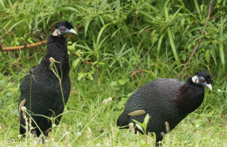 eastern crested guineafowl