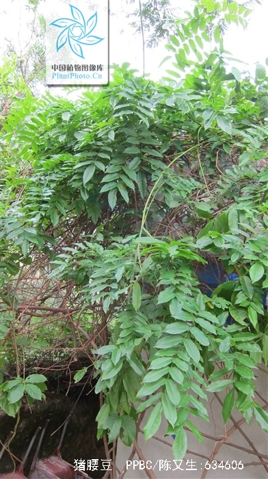  p>猪腰豆,又名大荚藤,细梗惠特木,白藤花,为 a href="#" data-lemma