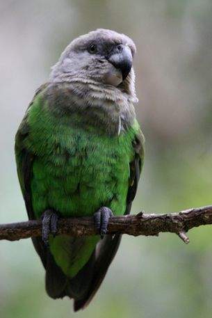  p>瑞氏灰头鹦鹉(学名:poicephalus fuscicollis fuscicollis)是典型