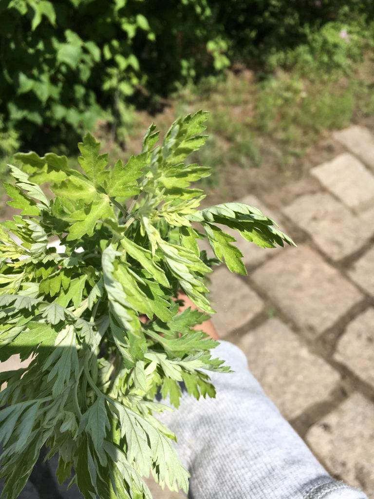  p>南艾蒿, a href="#" data-lemmaid="229000">被子植物门 /a>, a