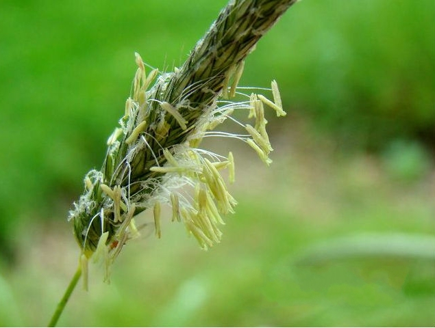  p>大看麦娘(学名: i>alopecurus pratensis /i> linn.