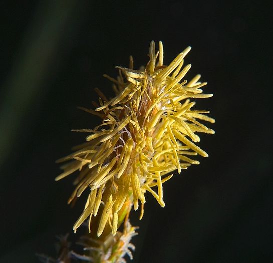  p>东方羊胡子草(学名:eriophorum angustifolium,honck.