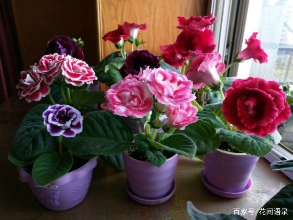 室内养花，我建议你养这6种，开花漂亮好养护，一年到头有花看_百科TA说