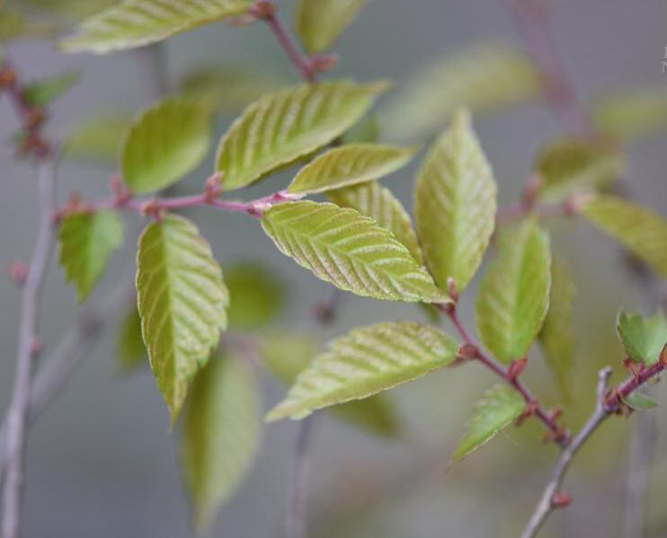 p>大果榉(学名: i>zelkova sinica  /i>schneid)是榆科,榉属乔木