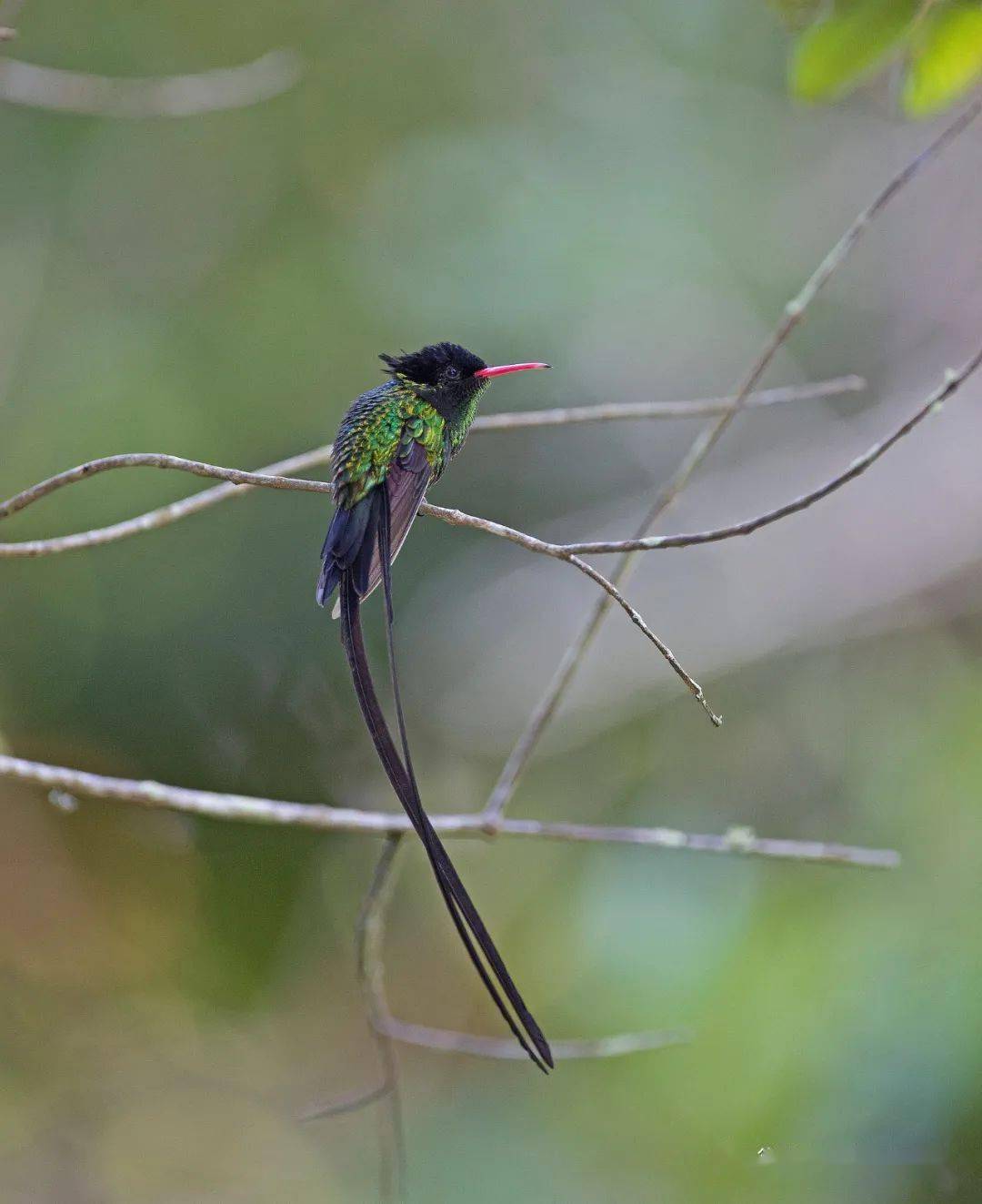  p>红嘴蜂鸟是蜂鸟的一种,主要分布于中美洲. /p>