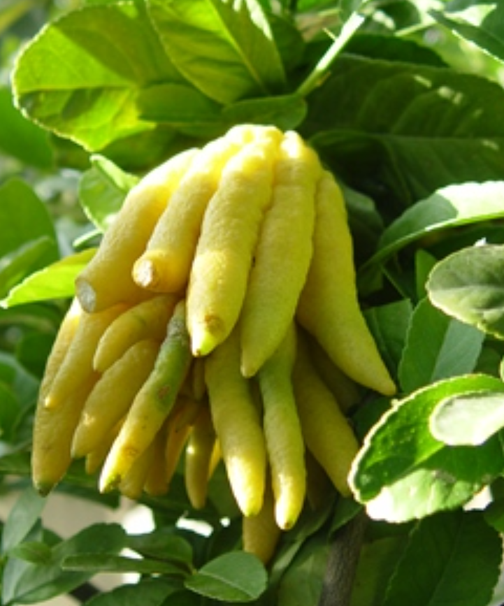  p>佛手(学名: i>citrus medica  /i>fingered):果实在成熟时各心皮