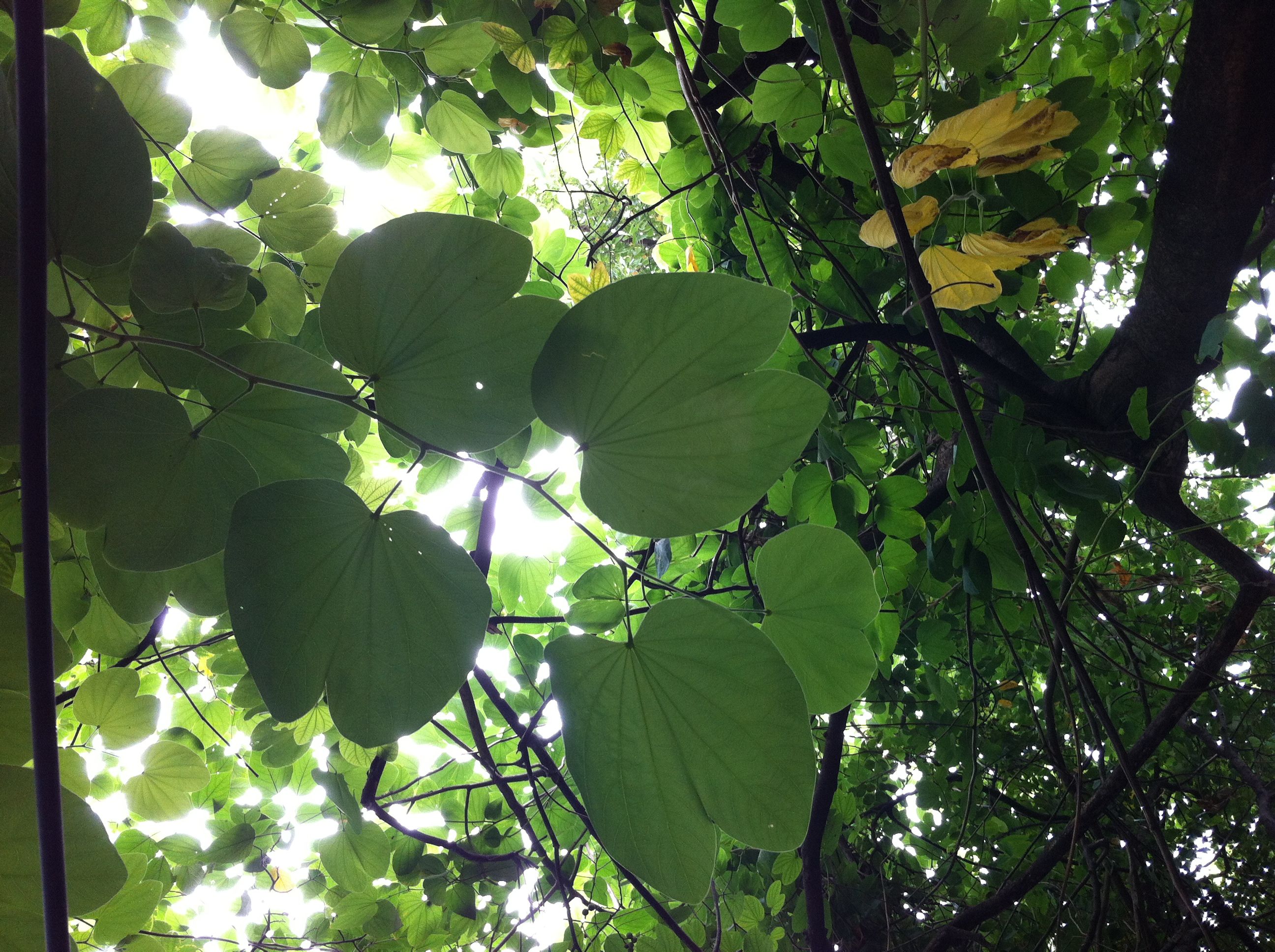 阔叶杨桐(新种)