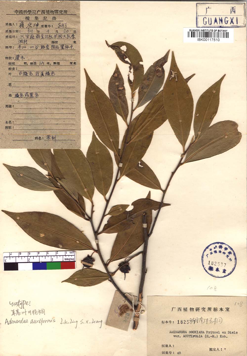 耳基叶杨桐(新种)