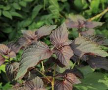 紫苏 唇形科紫苏属植物 百度百科