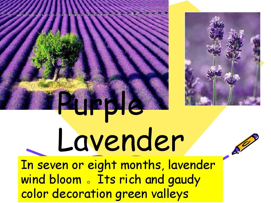 purplelavender