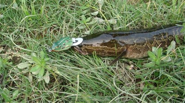 乌鳢：wuli乌鳢，有“鳢”有面_百科TA说