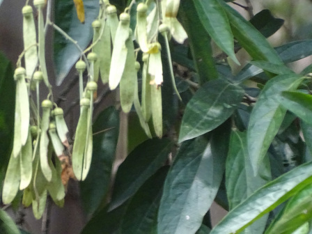 密花翼核果_百度百科