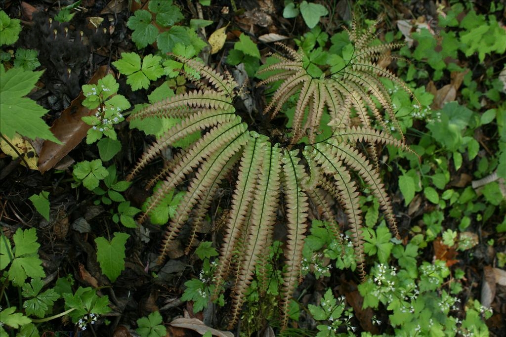 是铁线蕨科,铁线蕨属陆生中小形 a target="_blank" href="/item