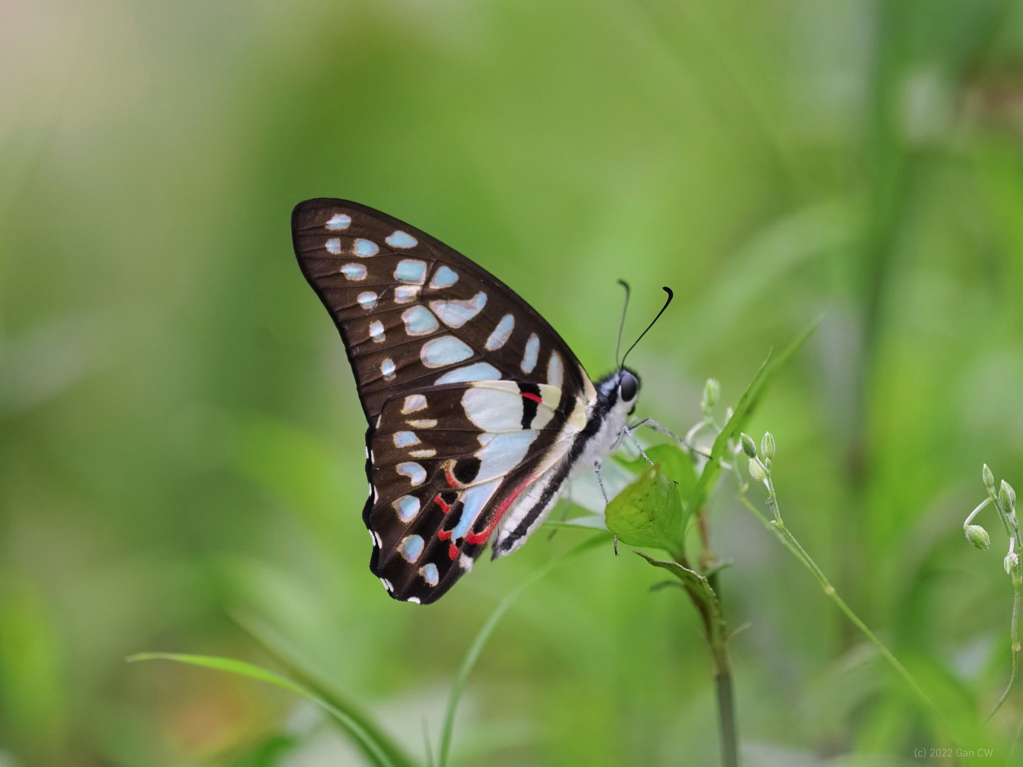  p>碎斑青凤蝶(学名: i>graphium doson /i>)是凤蝶科,青凤蝶属昆虫.