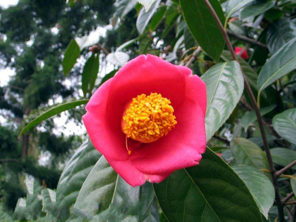 宛田红花油茶11