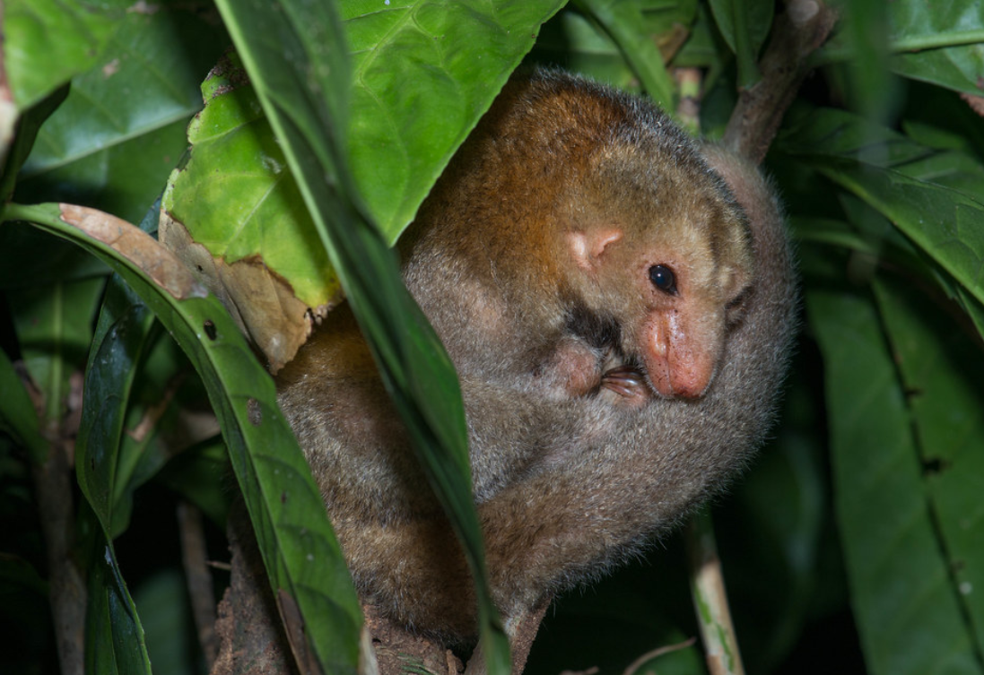  p>侏食蚁兽(学名: i>cyclopes didactylus /i>):是哺乳纲,披毛目,侏