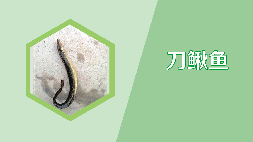 刀鳅鱼:口感独特的营养佳品