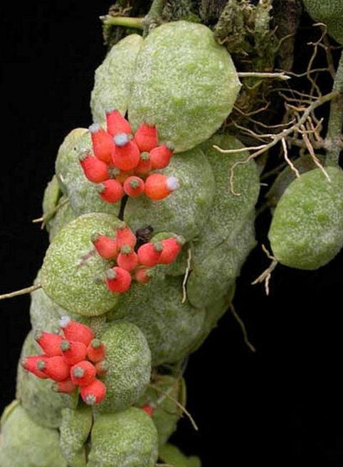  p>滴锡眼树莲(学名:dischidia alboflava cost.