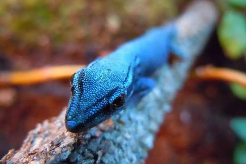 xczmkx">青蓝柳趾虎(学名:lygodactylus williamsi)是蜥蜴目
