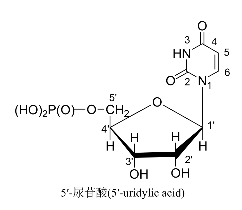 核苷酸