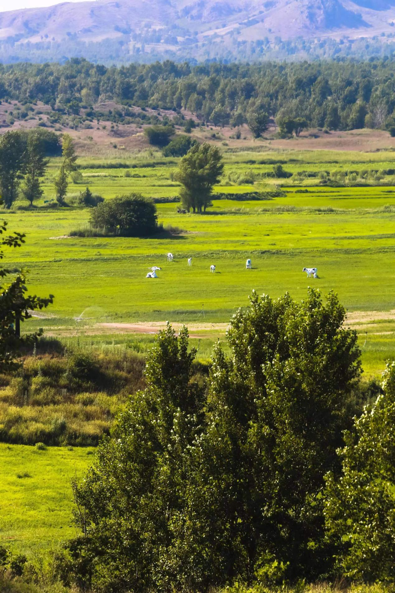  p data-id="tmshmorpazql">漠上草原是位于辽宁省阜新市彰武县科尔沁