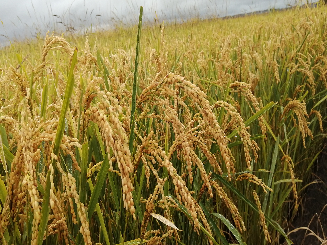 href="/item/水稻/21285" data-lemmaid="21285">水稻 /a>品种,剑叶