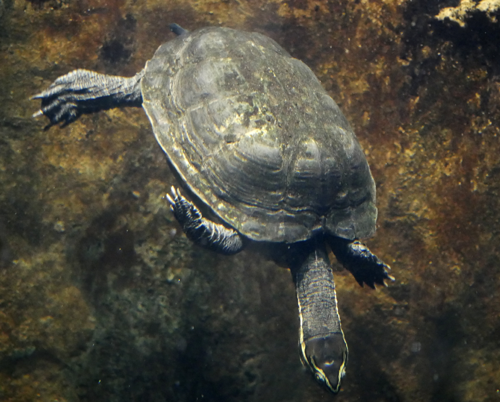  p>安南龟(学名: i>mauremys annamensis /i>)是地龟科,拟水龟属爬行