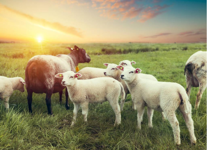 十二生肖中没啥存在感的羊，在古代竟是瑞兽，它凭什么如此出众？_百科TA说