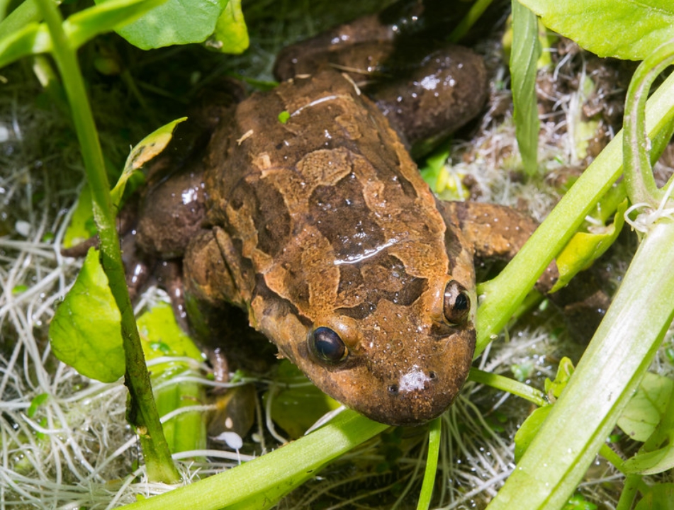  p>拉托娜蟾属(学名: i>latonia /i>):两栖纲,盘舌蟾科的一属两栖动物