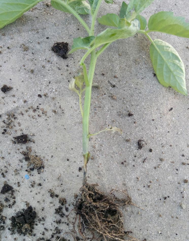 番茄猝倒病