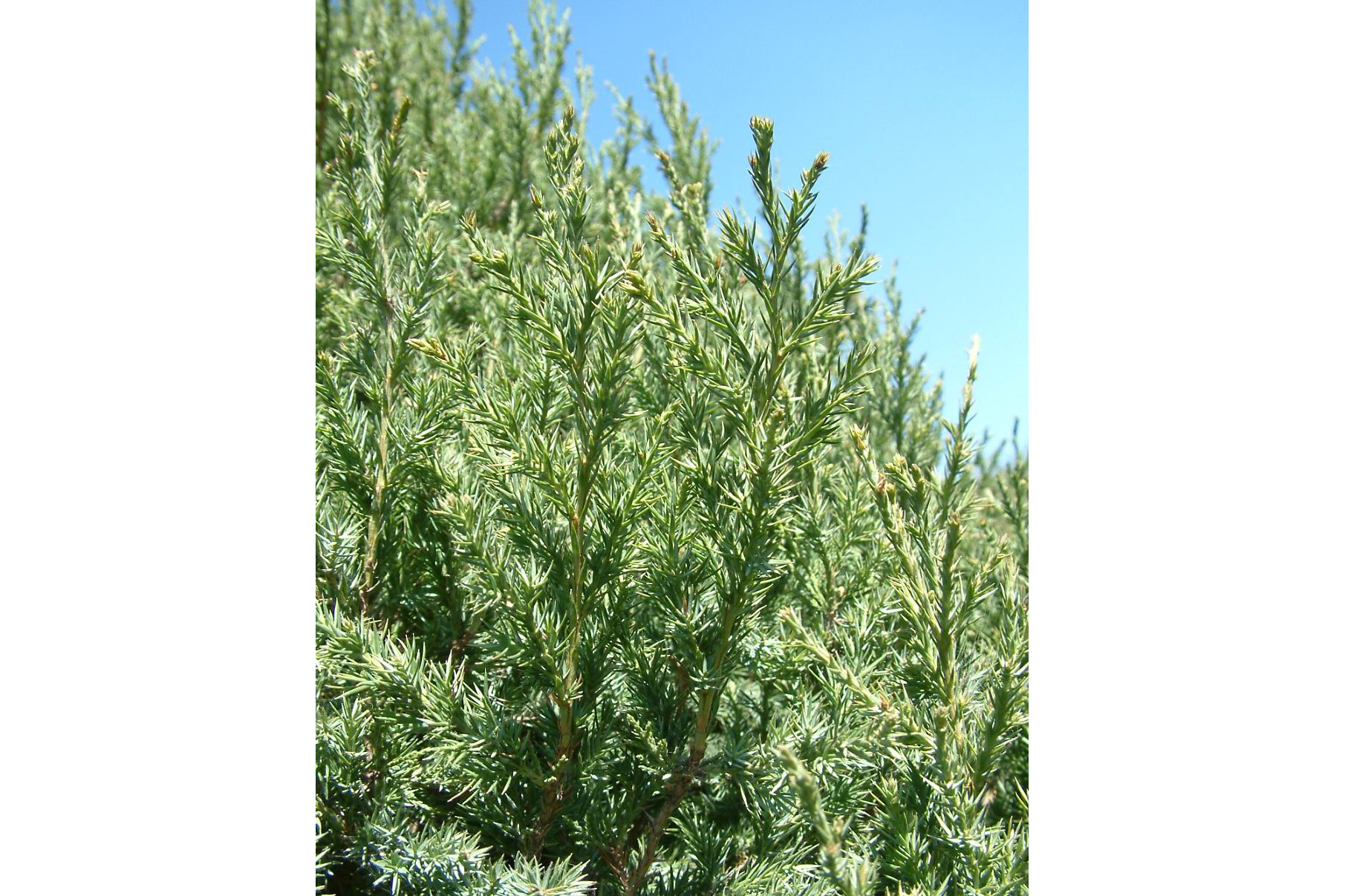  a target="_blank" href="/item/圆柏属/2854324" data-lemmaid="