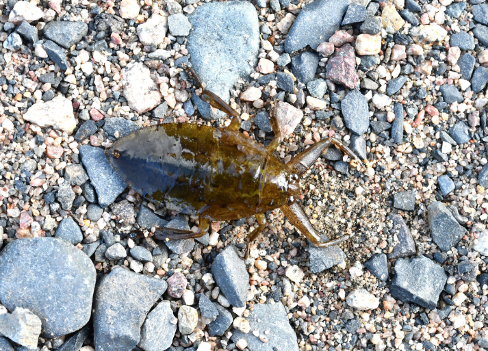 田鳖（田鳖属物种的统称）_百度百科