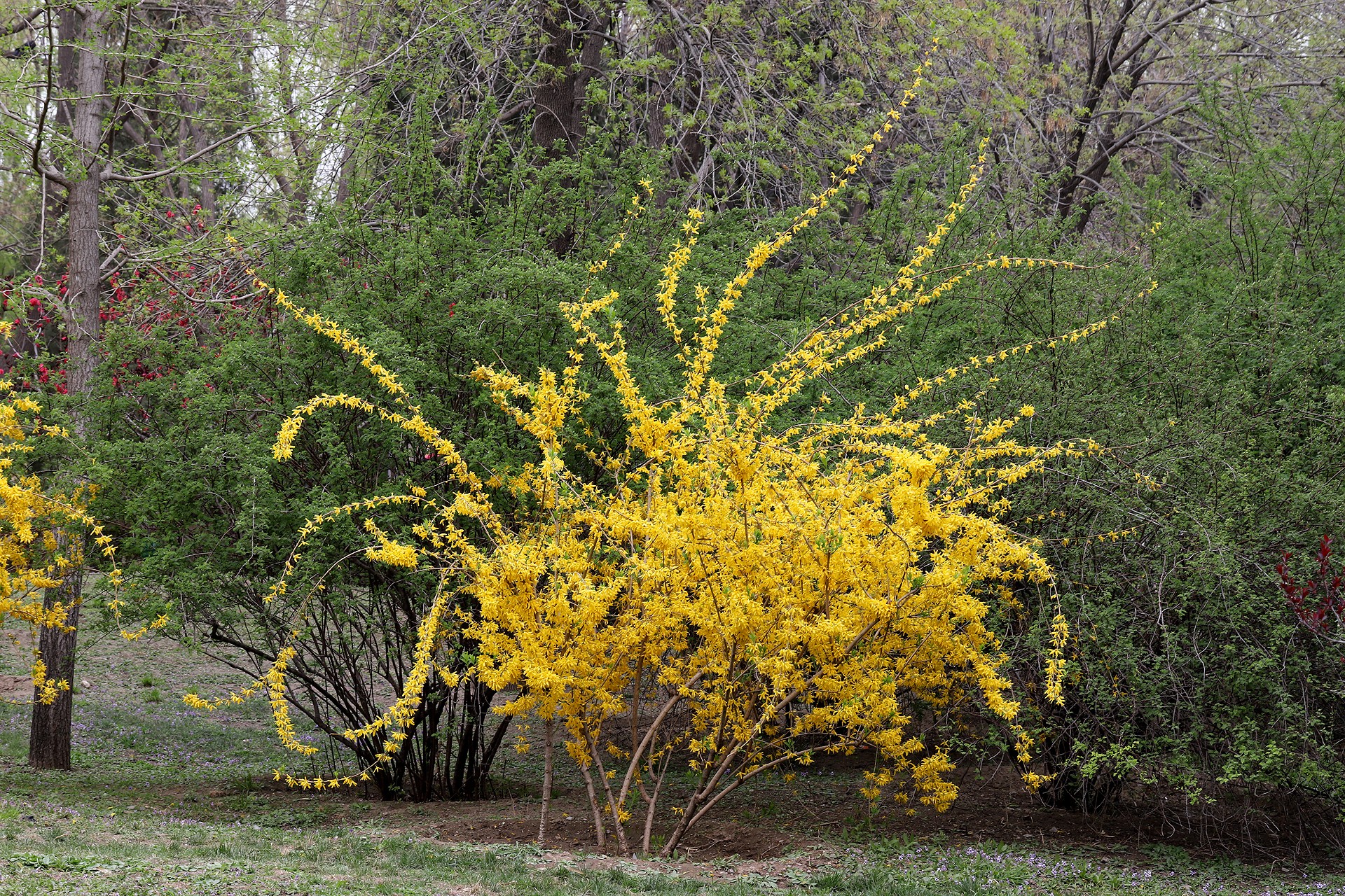  /i>):是 a target="_blank" href="/item/双子叶植物纲/229183" data