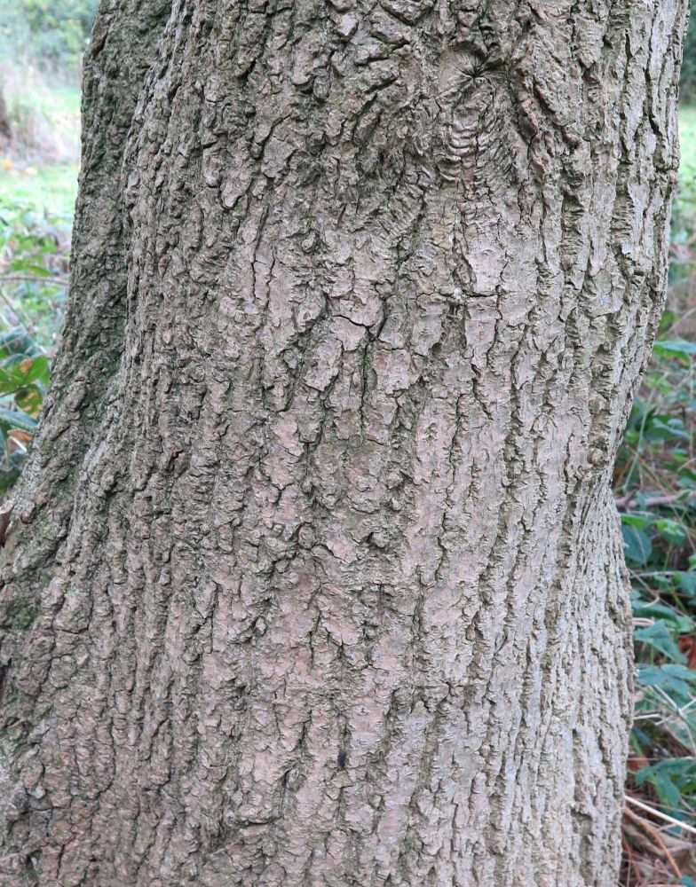杜仲（杜仲科杜仲属植物）_百度百科