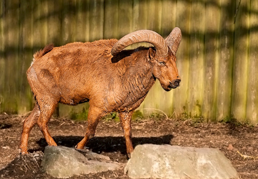 高加索羱羊(学名:  i>capra cylindricornis /i>):是偶蹄目,牛科,山羊