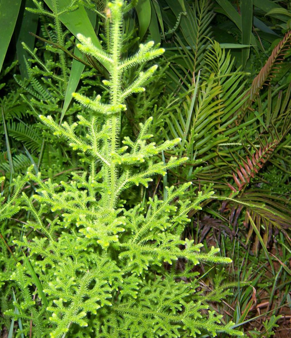 小伸筋草,玄参科植物.