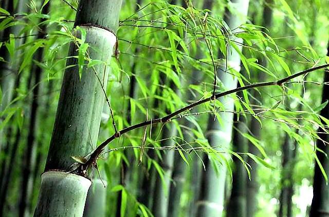 竹之气节丨身披翠素衣，腹聚清白气_百科TA说