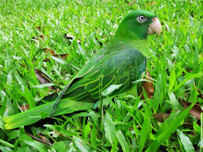 蓝背鹦鹉