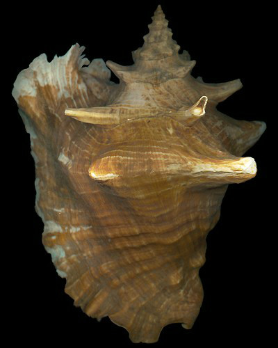  p>女王凤凰螺(学名: i>lobatus gigas /i>),壳长150 - 350 毫米.