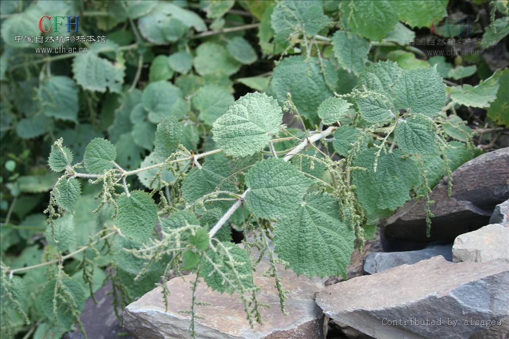 是双子叶植物纲 a target="_blank" href="/item/荨麻目">荨麻目a/a