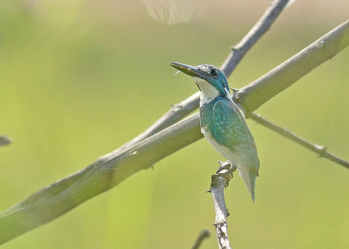  p>小蓝翠鸟(学名: i>alcedo coerulescens /i>):是一种体形较小的 a