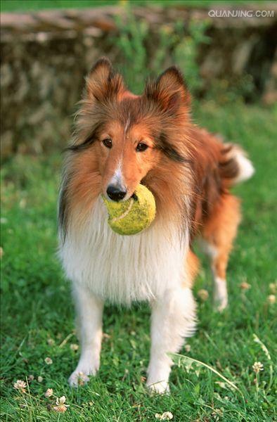 误认为是 a href="#" data-lemmaid="624108">粗毛牧羊犬 /a>的小型种