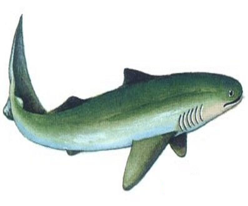  p>裂口鲨( a href="#" data-lemmaid="8074290">学名 /a> i>cladose