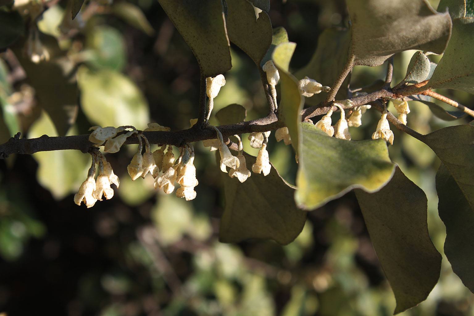  p>大叶胡颓子又称圆叶胡颓子,是属于 a href="#" data-lemmaid="