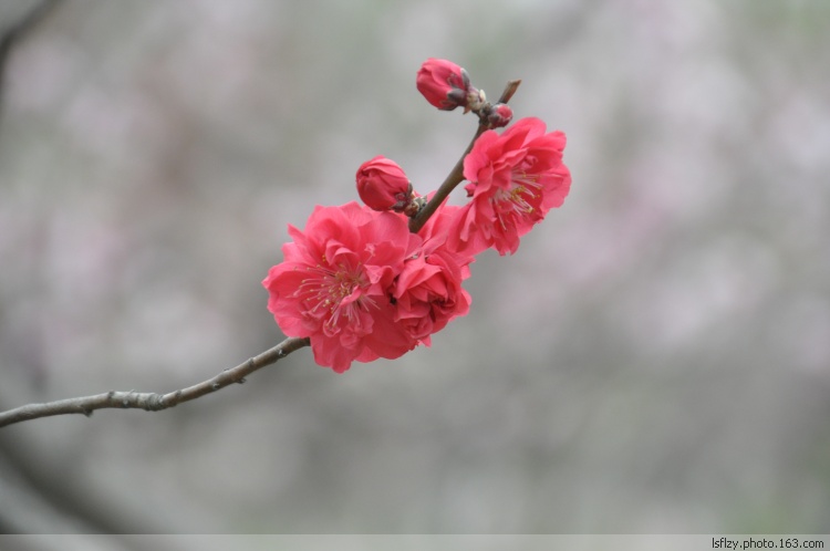 persica f. camelliaeflora