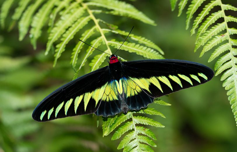翠叶红颈凤蝶